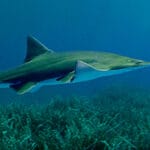 pristiformes