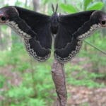 promethea_moth