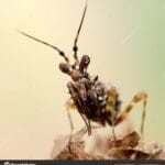 pseudocreobotra_wahlbergi