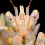 pseudocreobotra_wahlbergii