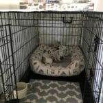 puppy_whimpering_in_crate