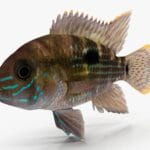 rivulatus_cichlid