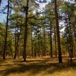 rocky_point_pine_barrens_state_forest