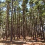 rocky_point_pine_barrens_state_forest