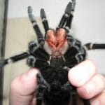 salmon_pink_birdeater