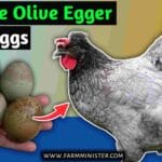 sapphire_olive_egger
