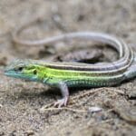six_lined_racerunner