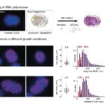 smlm_tracking