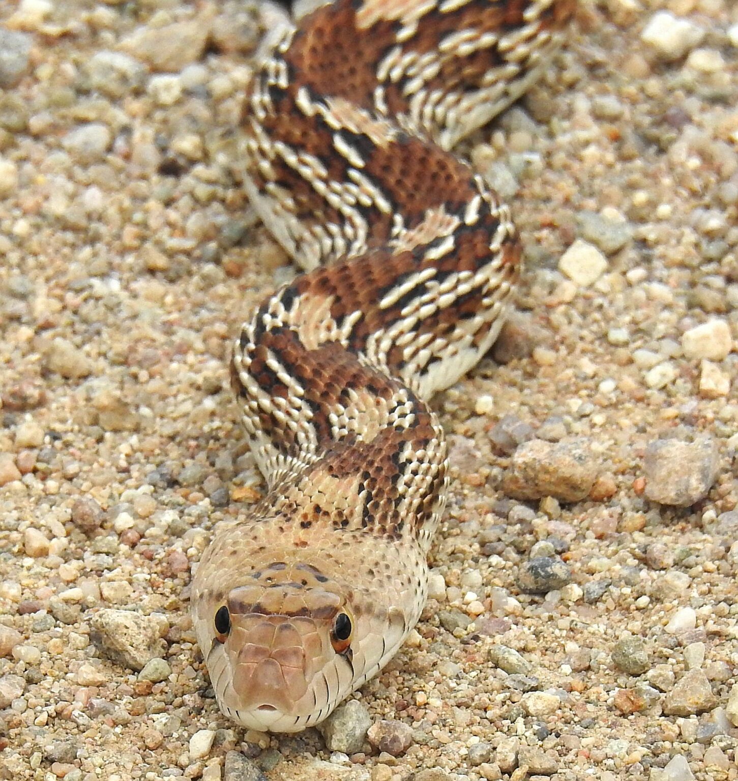 Sonoran Gopher Snake: A Complete Guide (Identification, Behavior ...