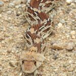 sonoran_gopher_snake
