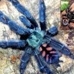 suntiger_spider
