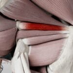 superior_gemellus_muscle