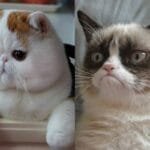 tard_the_grumpy_cat_breed
