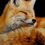 theriotype_quiz