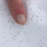 tiny_bugs_that_look_like_specks_of_dirt