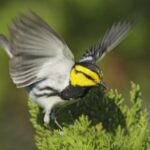 top_10_endangered_birds