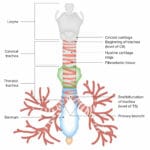trachealis_muscle
