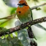 turquoise_browed_motmot