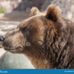 ursus_arctos_nelsoni