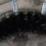 what_do_woolly_bear_caterpillars_turn_into
