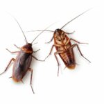 what_scent_do_roaches_hate