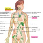 will_allergies_cause_lymph_nodes_to_swell