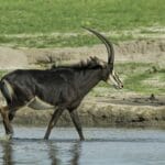 zambian_sable_antelope