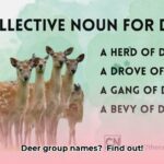 what_is_a_bunch_of_deer_called_edited