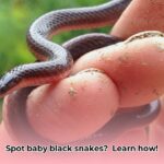 baby_black_snake_edited