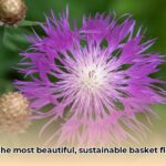 basket_flower_edited