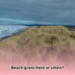 beach_grass_edited