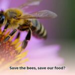 bees_and_flowers_edited