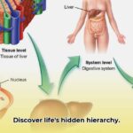 bodies_of_organisms_edited