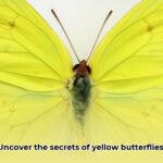 butterfly_yellow_edited
