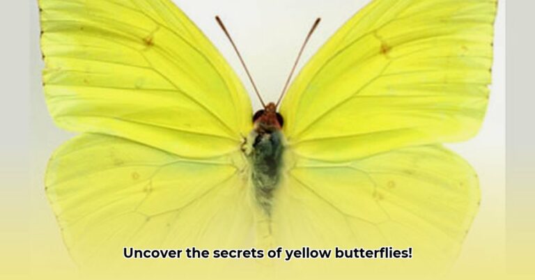 Identify Yellow Butterflies: A Complete Guide