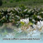 coffee_flower_edited