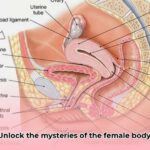 female_reproductive_system_model_edited