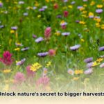 flower_grassland_edited
