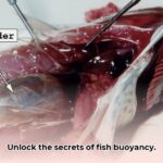 gas_bladder_edited