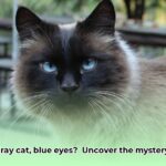 gray_cat_with_blue_eyes_edited