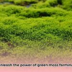 green_moss_edited