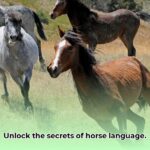 group_of_horses_edited