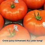 hot_house_tomatoes_edited