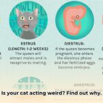 how_can_i_tell_if_my_cat_is_in_heat_edited