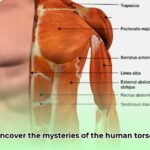 human_torso_edited