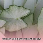palladium_plants_edited