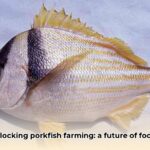 pork_fish_edited