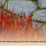 red_grass_edited