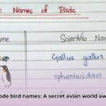 scientific_name_for_a_bird_edited