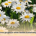 white_daisies_edited
